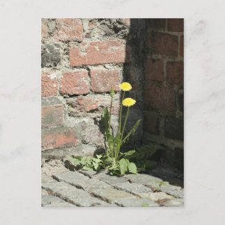 Dandelion i sol. vykort