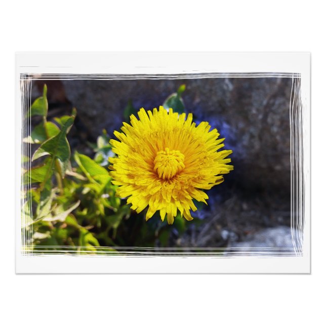 Dandelion i solljus fototryck (Framsidan)