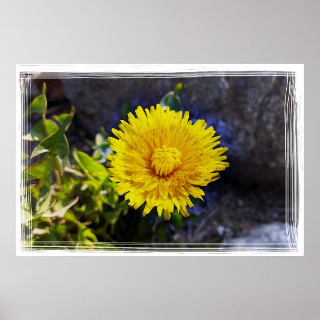Dandelion i solljus poster (Framsidan)