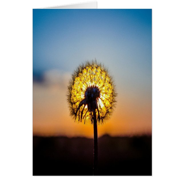 Dandelion i Sunrise Hälsningskort (Framsidan)