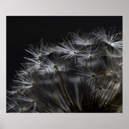 Dandelion i svart poster