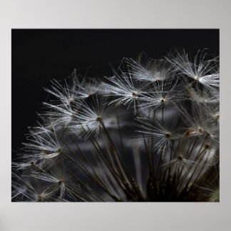 Dandelion i svart poster