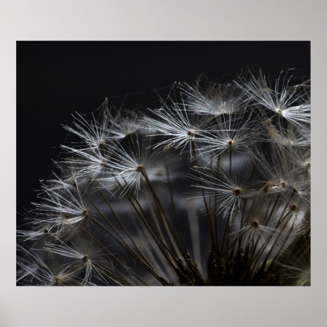 Dandelion i svart poster (Framsidan)