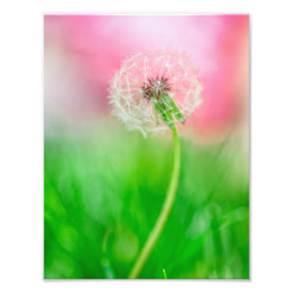 Dandelion i Vår Fototryck