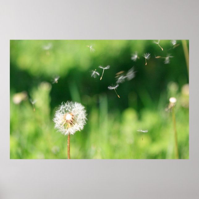 Dandelion i Vinden Poster (Framsidan)