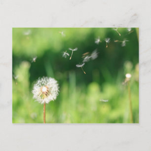 Dandelion i Vinden Vykort