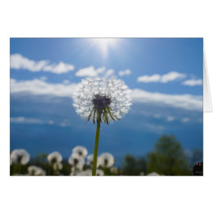 Dandelion in Light OBS Kort