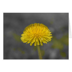 Dandelion / isolerad Färg Hälsningskort