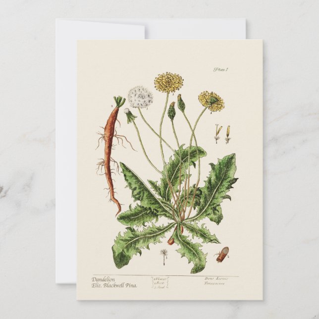 Dandelion Julkort (Framsida)