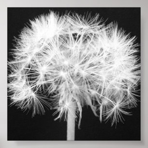 Dandelion Kanvastryck Poster