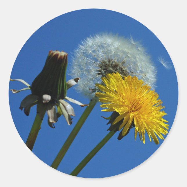 Dandelion-klistermärken Runt Klistermärke (Framsida)