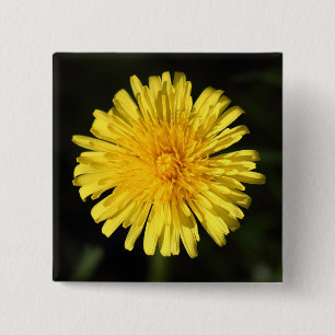 Dandelion Knapp