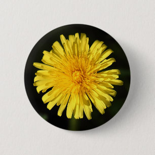 Dandelion Knapp