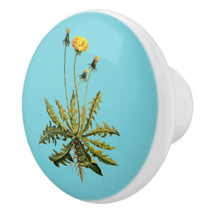 Dandelion Knopp