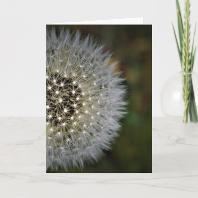 Dandelion, kort (Framsida)