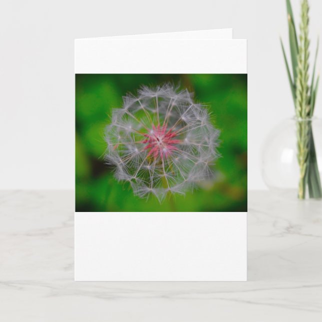 Dandelion, kort (Framsida)