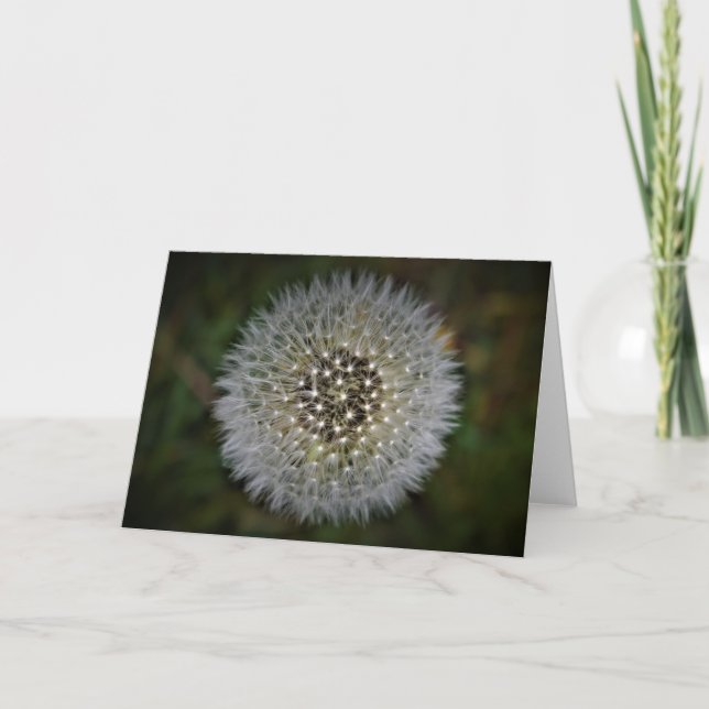 Dandelion, kort (Framsida)