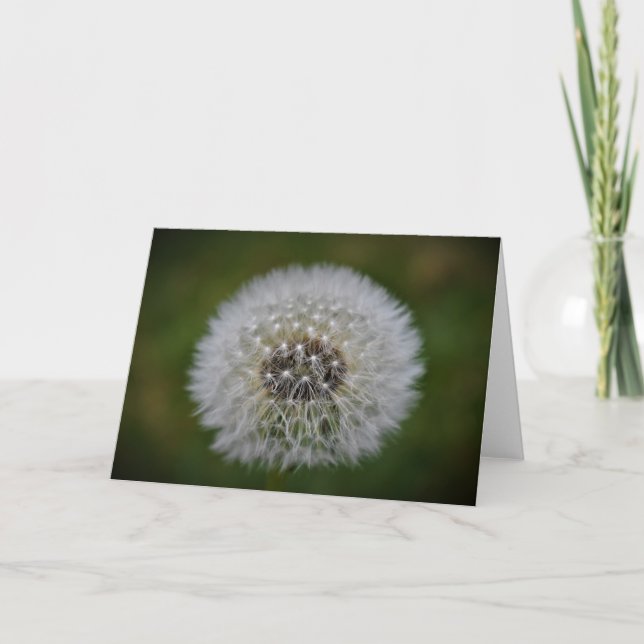 Dandelion, kort (Framsida)