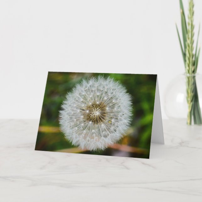 Dandelion, kort (Framsida)