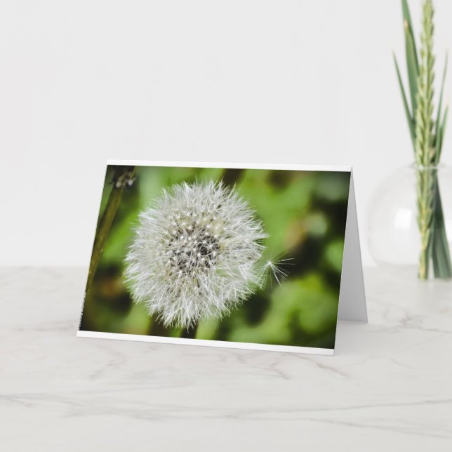 Dandelion, kort (Framsida)