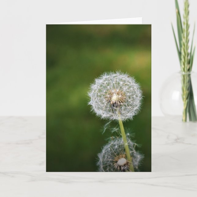 Dandelion, kort (Framsida)