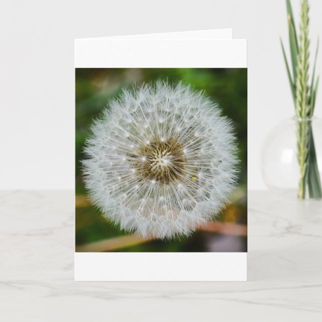 Dandelion, kort (Framsida)