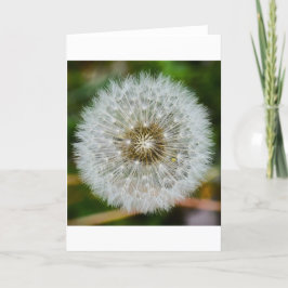 Dandelion, kort