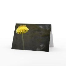 Dandelion, kort