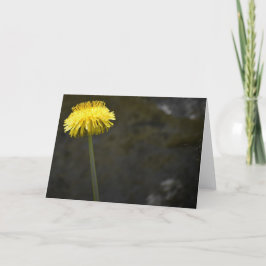 Dandelion, kort