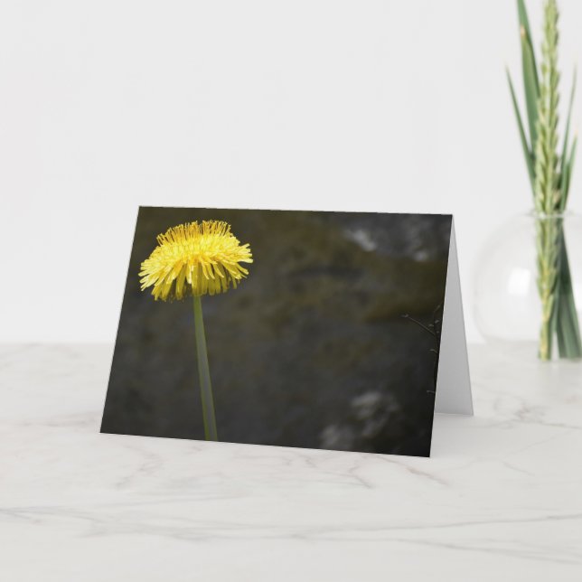Dandelion, kort (Framsida)