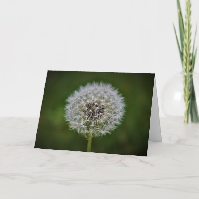 Dandelion, kort (Framsida)