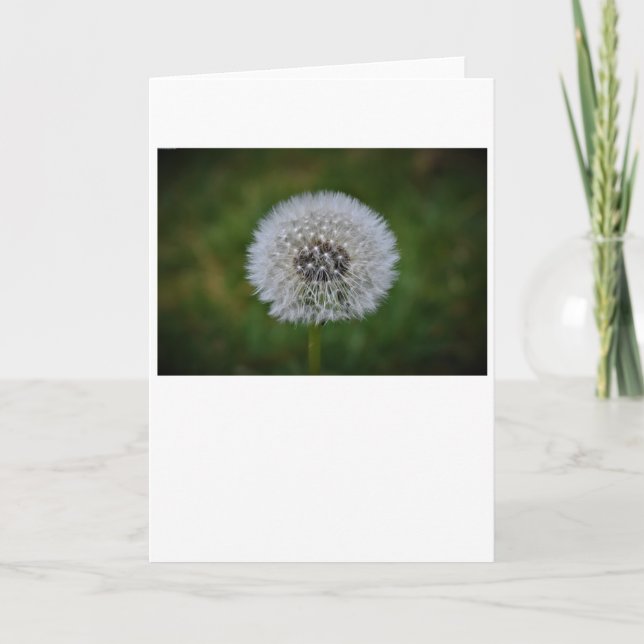 Dandelion, kort (Framsida)