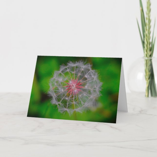 Dandelion, kort (Framsida)