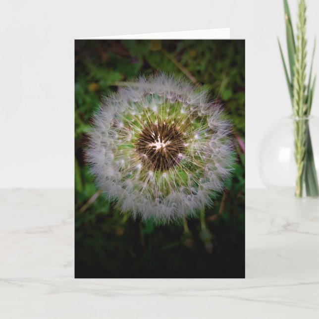 Dandelion, kort (Framsida)