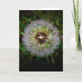 Dandelion, kort