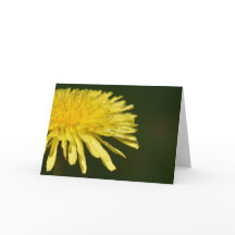 Dandelion, kort