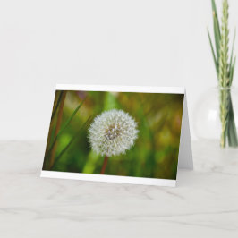 Dandelion, kort
