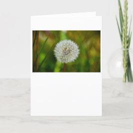 Dandelion, kort