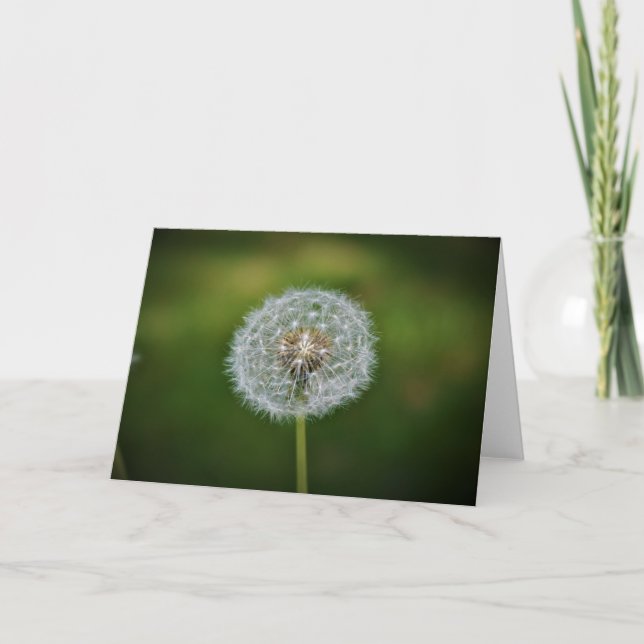 Dandelion, kort (Framsida)