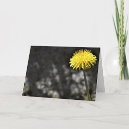 Dandelion, kort