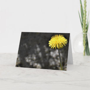 Dandelion, kort