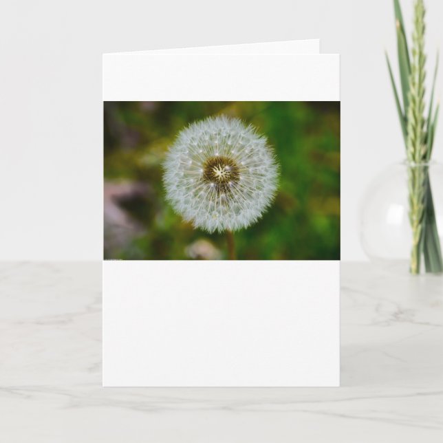 Dandelion, kort (Framsida)