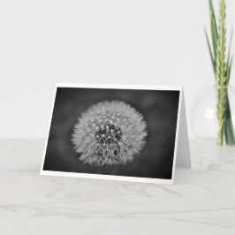 Dandelion, kort