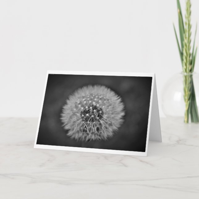 Dandelion, kort (Framsida)