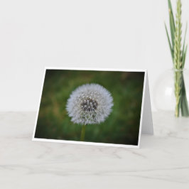 Dandelion, kort