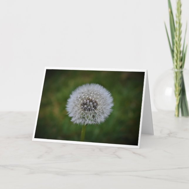 Dandelion, kort (Framsida)