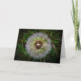 Dandelion, kort