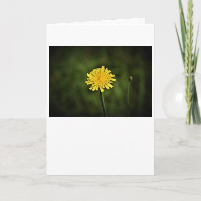 Dandelion, kort (Framsida)