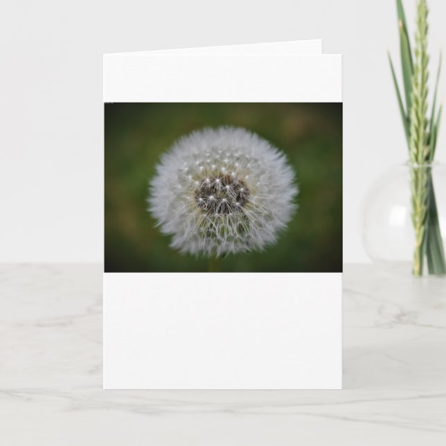Dandelion, kort (Framsida)