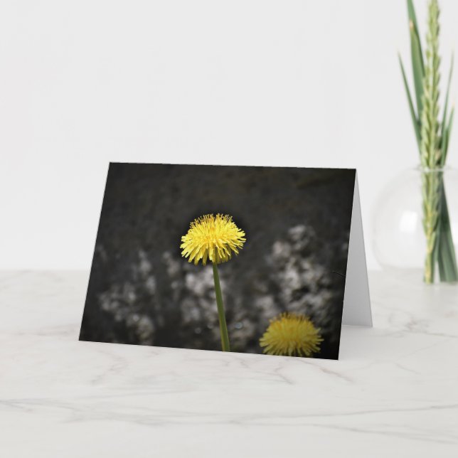 Dandelion, kort (Framsida)